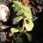 雑草対策で庭に多肉 セダムを地植えした結果